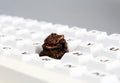 IDeal OEM Resin Keycaps Cherry MX Corss Switch Mechanical Keyboard No Backlit ESC F Zone Keycaps Lion Carved Customize Key Cap